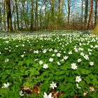 Ein Spaziergang im Frühjahr.....