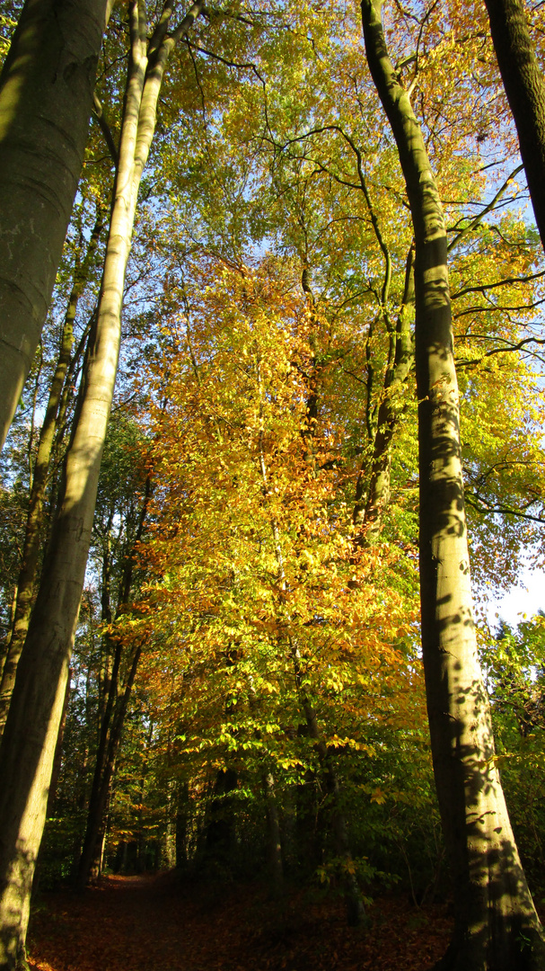 Ein Spaziergang im Herbst