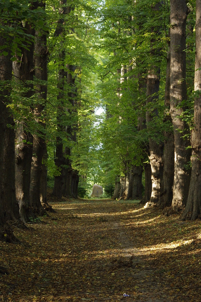 Ein Spaziergang im Kurpark Juliusruh auf Rügen