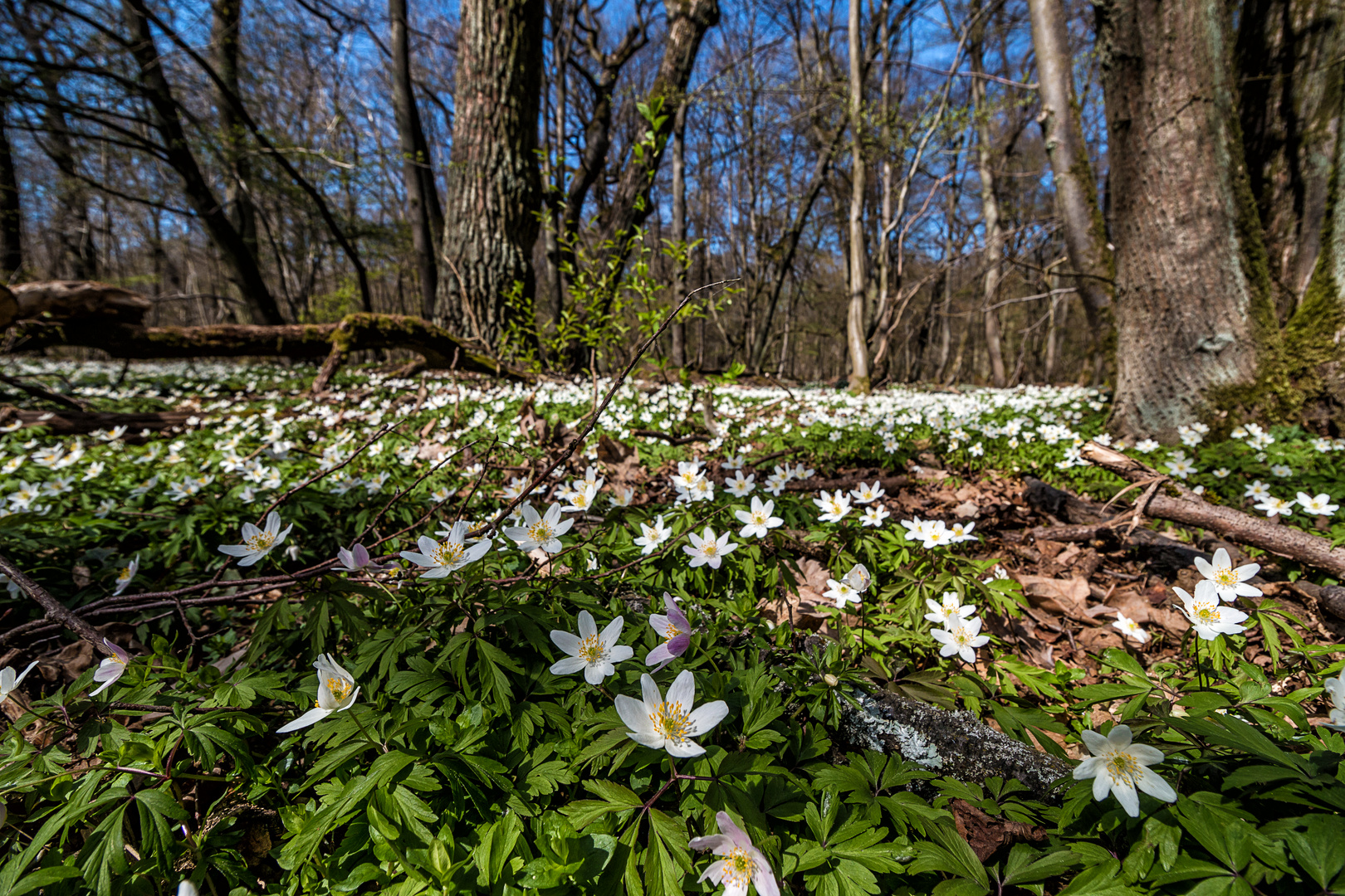 Ein Spaziergang im Lindenwald