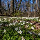 Ein Spaziergang im Lindenwald