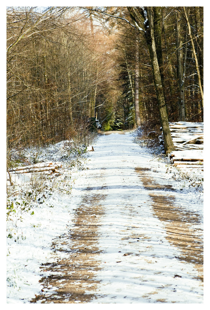 Ein Spaziergang im verschneiten Wald