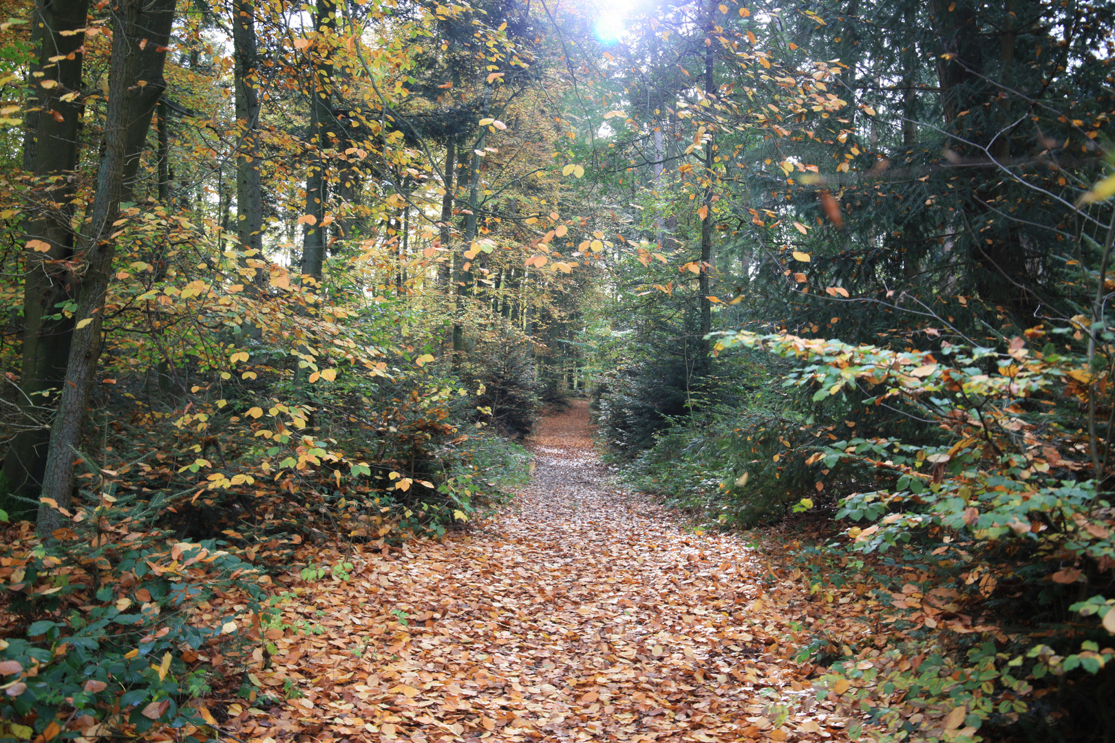 EIN SPAZIERGANG IM WALDE