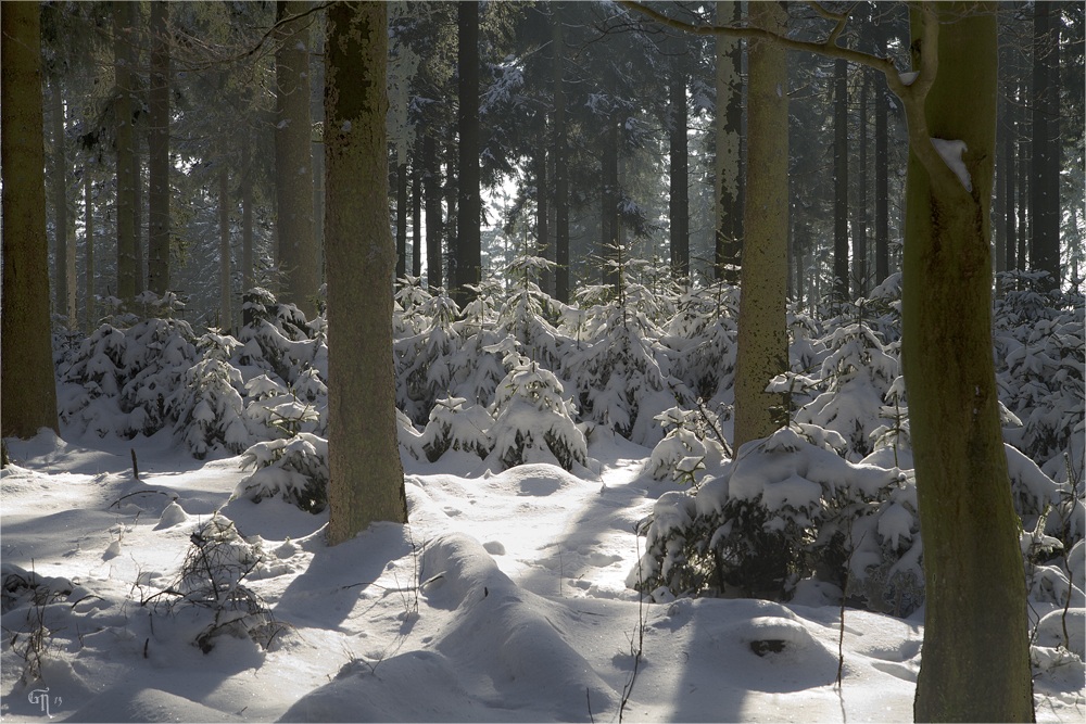 Ein Spaziergang im Winterwald