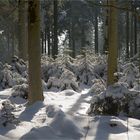 Ein Spaziergang im Winterwald