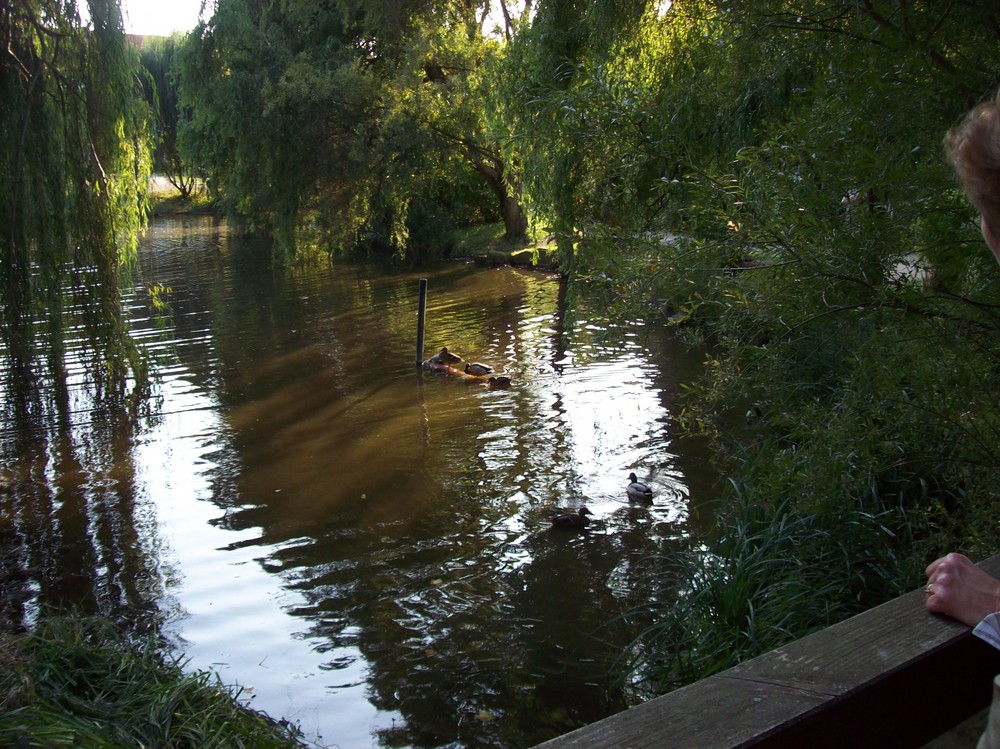 Ein Spaziergang in Deidesheim an der Weinstrasse