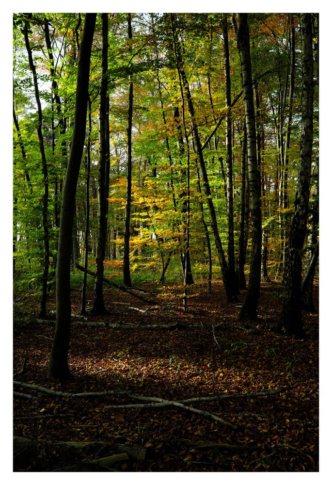 ein Spaziergang in den Wald