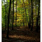 ein Spaziergang in den Wald