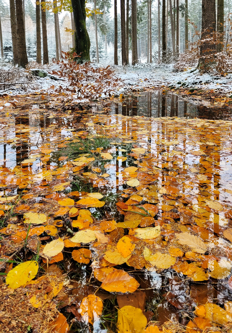 Ein Spaziergang in den Winterwäldern