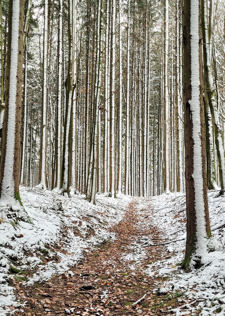 Ein Spaziergang in den Winterwäldern