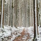 Ein Spaziergang in den Winterwäldern