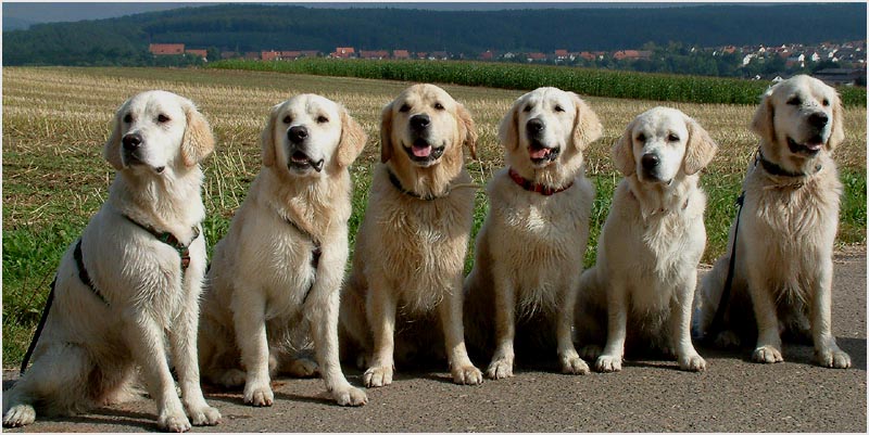 Ein Spaziergang mit sechs Hunden......