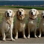 Ein Spaziergang mit sechs Hunden......
