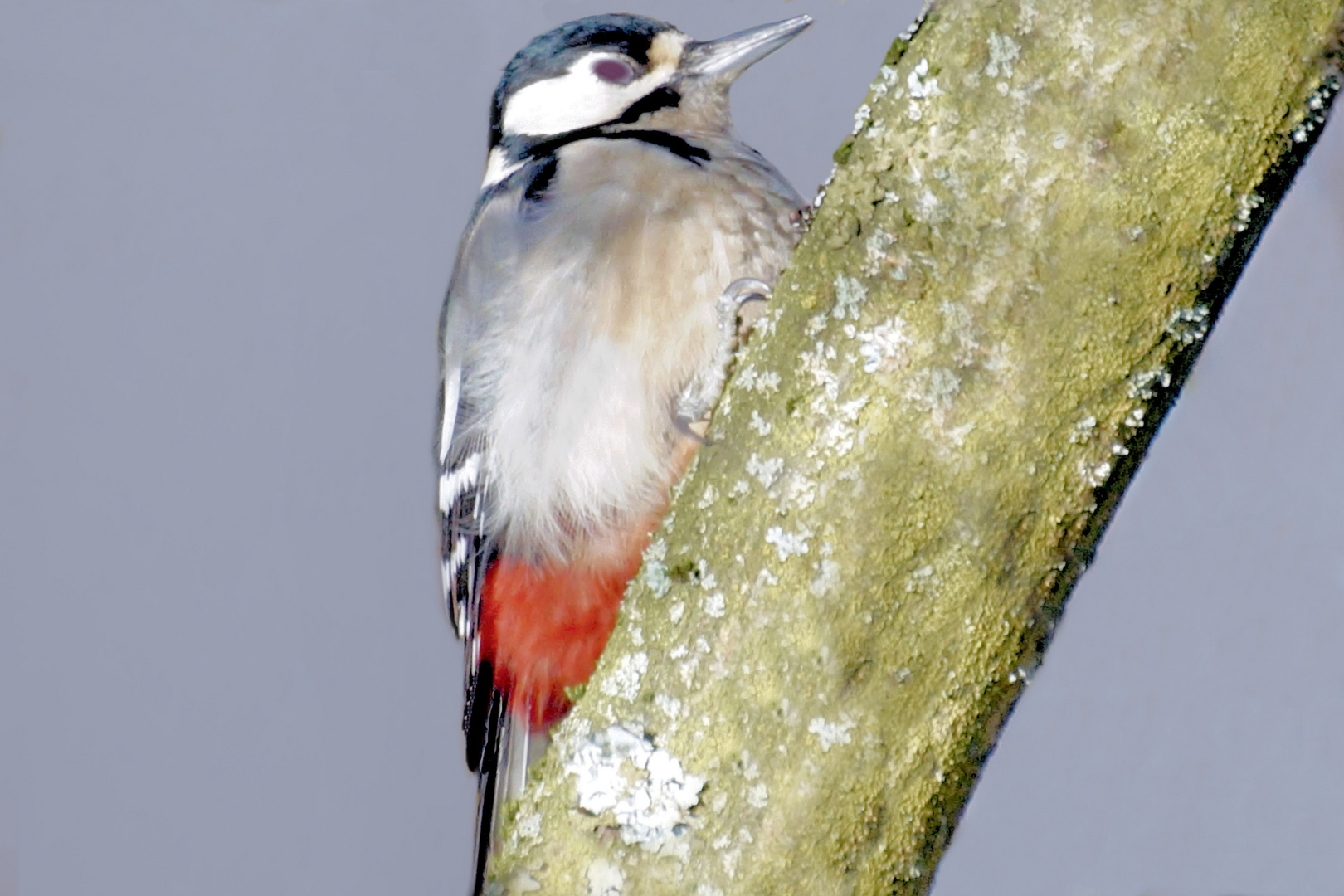 Ein Specht bei uns im Garten