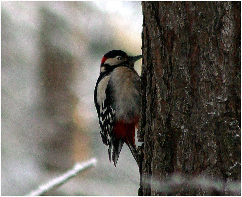 Ein Specht im Winter