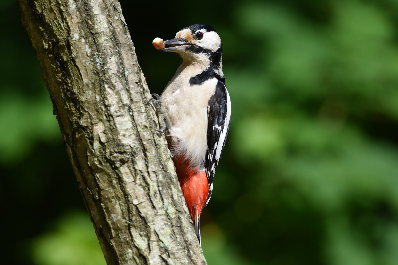 Ein Specht in seiner ganzen Schönheit. Foto & Bild | tiere, wildlife, wild lebende vögel Bilder ...