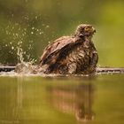 Ein Sperber beim Baden