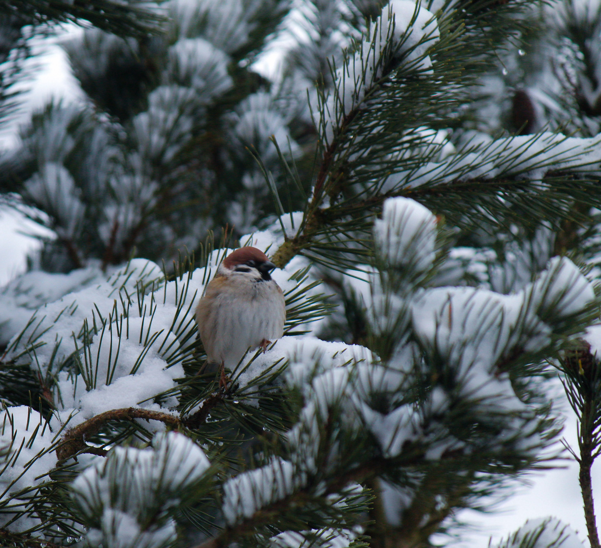 Ein Sperling im Schnee 