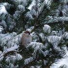 Ein Sperling im Schnee 