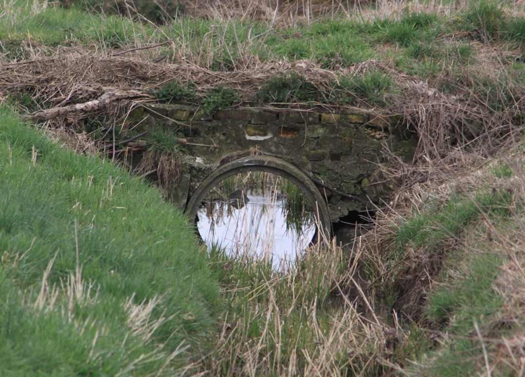 Ein Spiegel in der Natur?