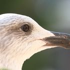 Ein spiegelndes Auge zum Spiegeltag