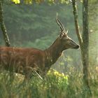 Ein Spießer mit langen Stangen zieht morgens an mir vorbei