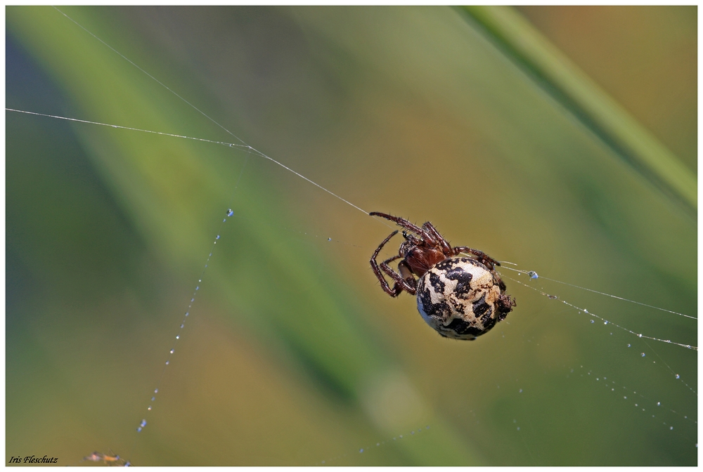 Ein Spinnchen...