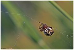 Ein Spinnchen...