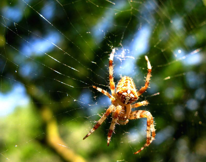 Ein Spinne am Morgen......Samos /Greece 2007