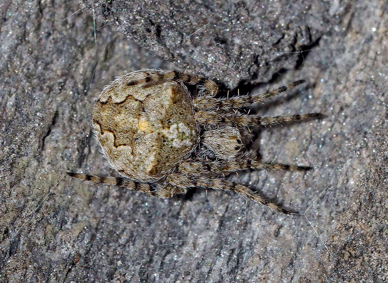 Ein Spinnen-Winzling, der hier einmal ganz gross sein darf! * - Une petite araignée agrandie! 