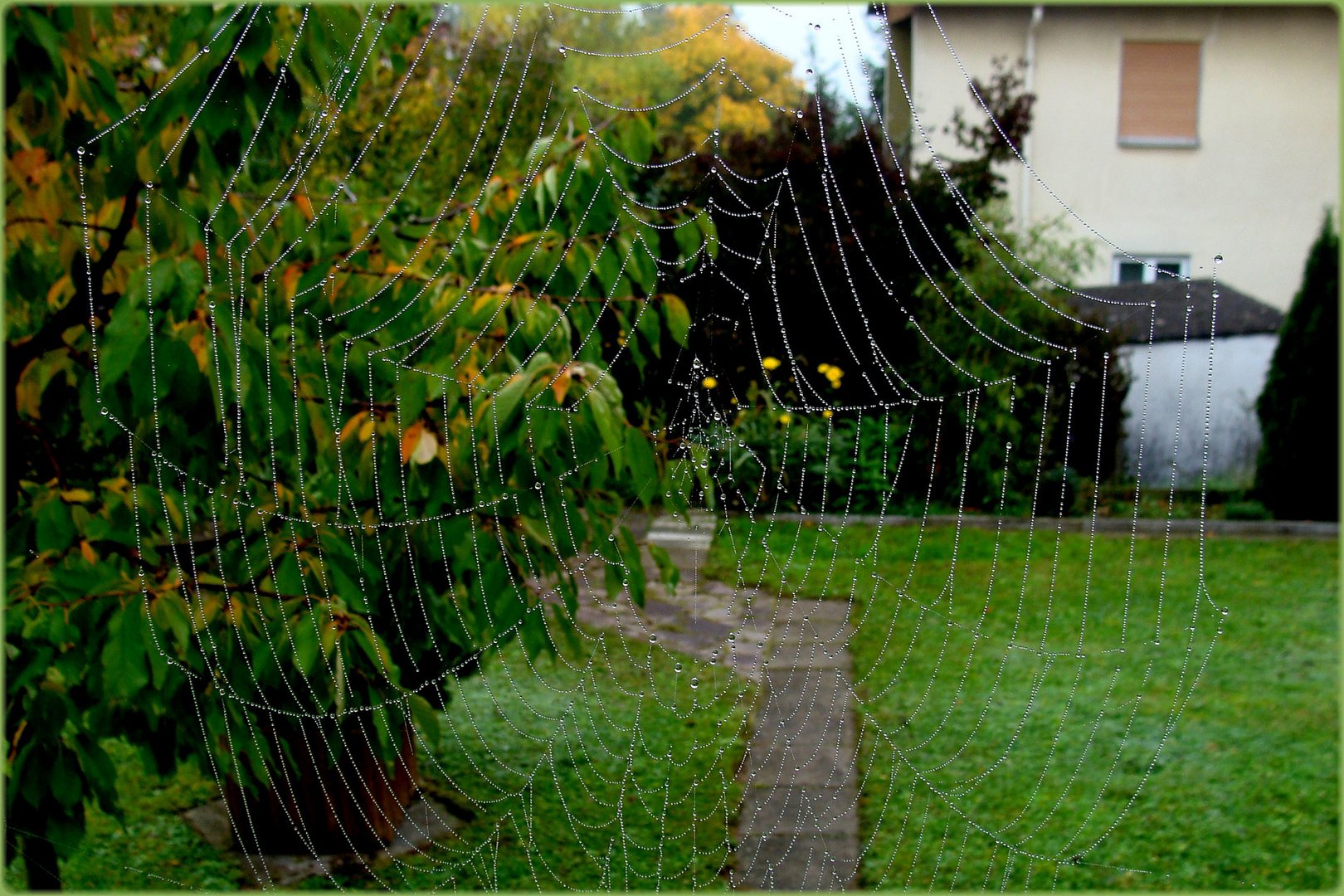 Ein Spinnennetz-ein-grosses