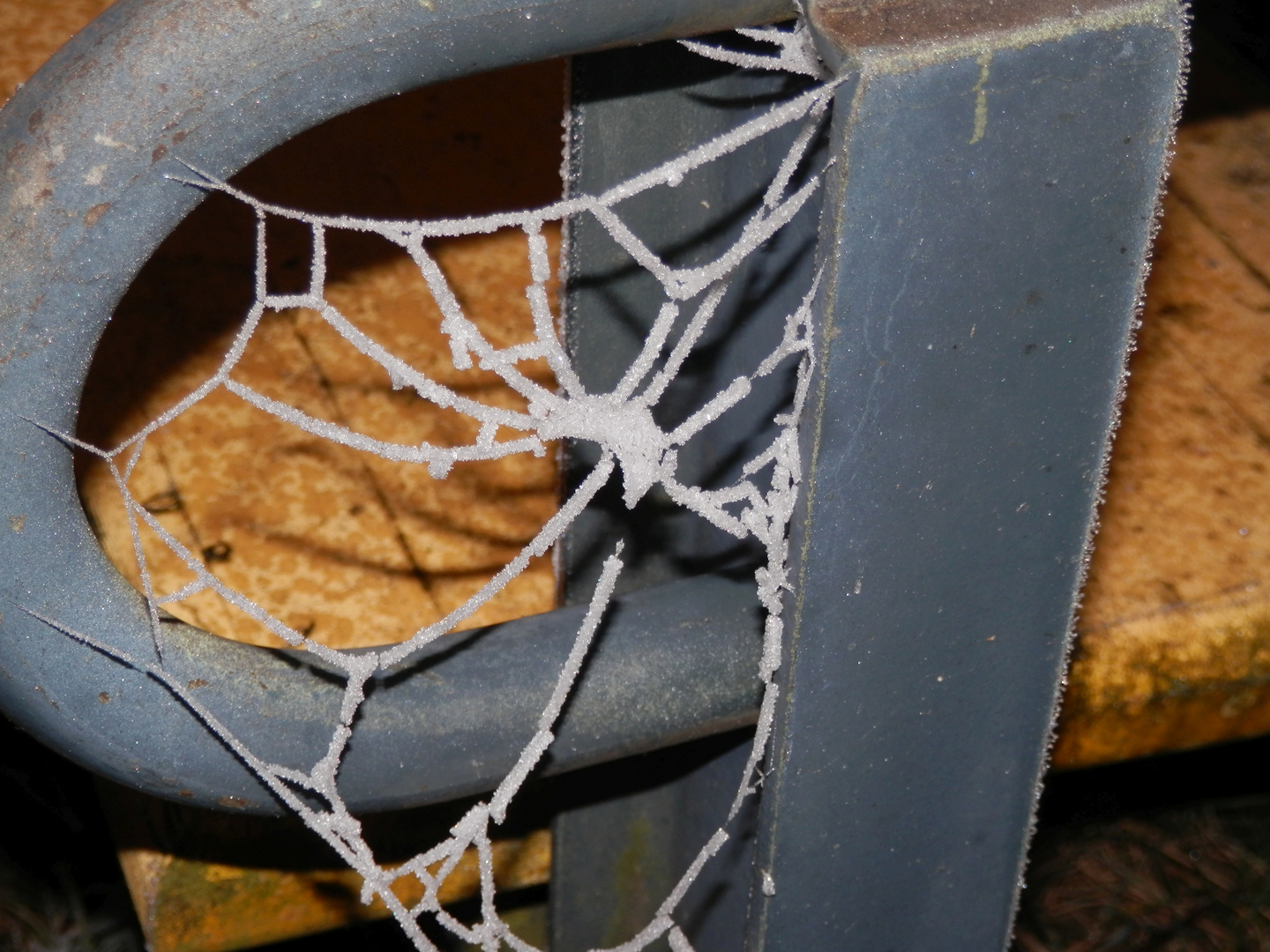 Ein Spinnennetz im Winter - wie in Zuckerguß getaucht