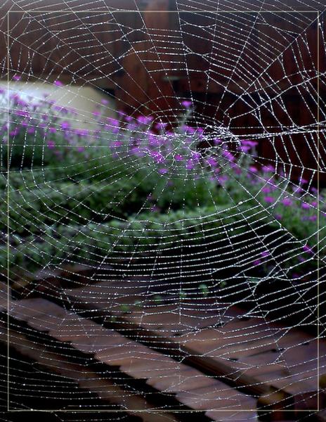 Ein Spinnennetz in meinem Garten.