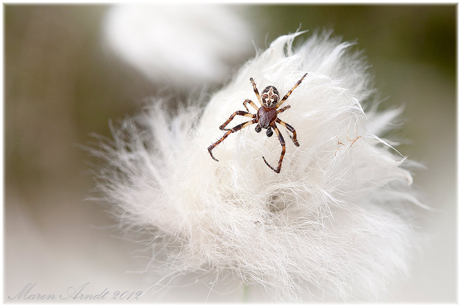 Ein Spinnentierchen