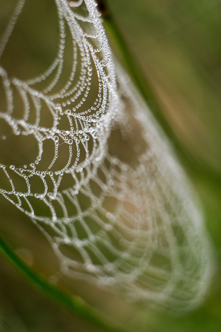 ein Spinnetz...am morgen...