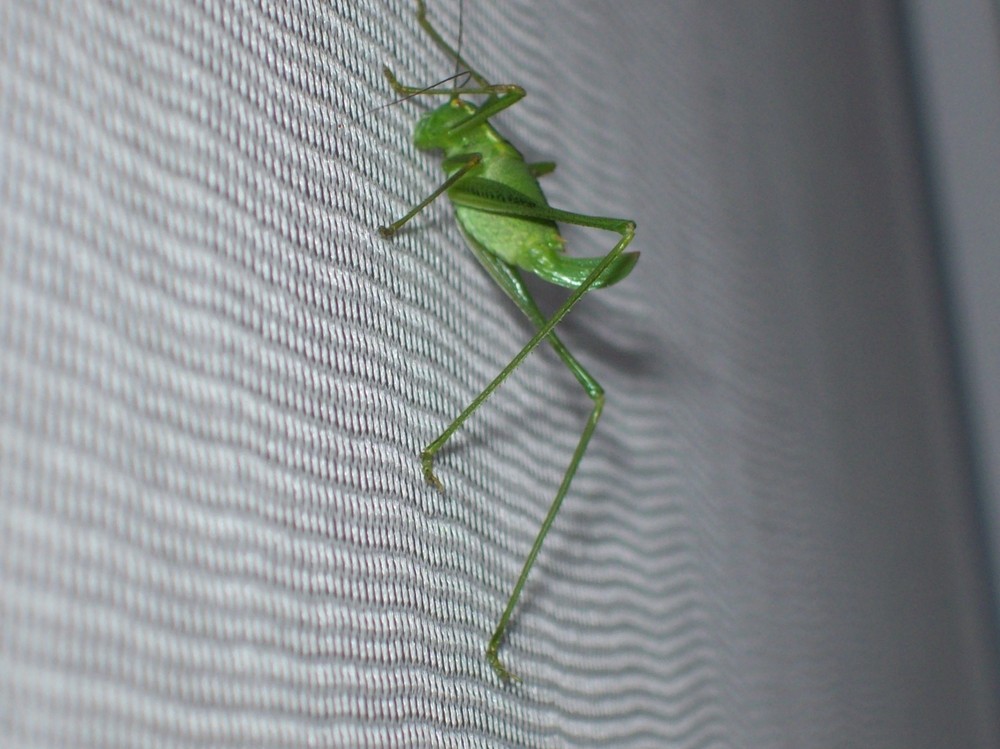 Ein Spion am Fliegengitter