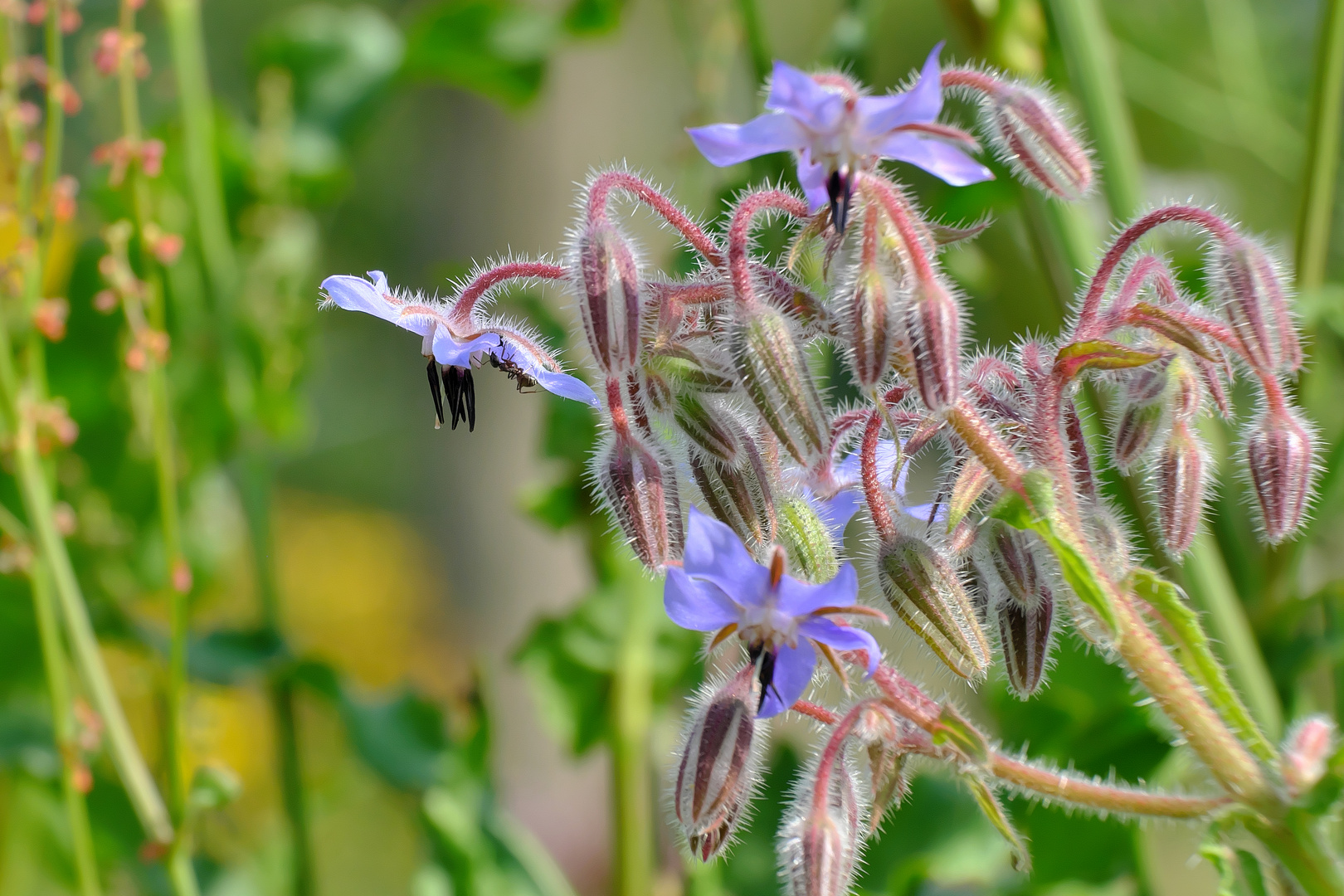 Ein Spion unter der Borretschblüte!