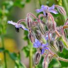 Ein Spion unter der Borretschblüte!