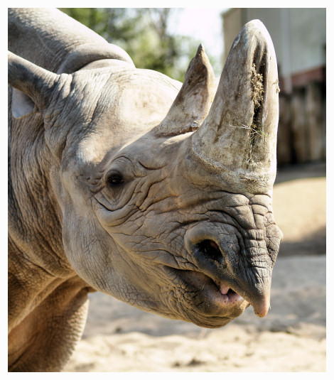 Ein Spitzmaulnashorn im Zoo MD