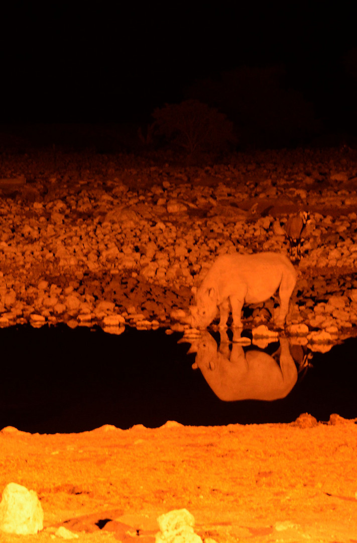 Ein Spitzmaulnashorn spiegelt sich nachts im Okaukueju-Wasserloch