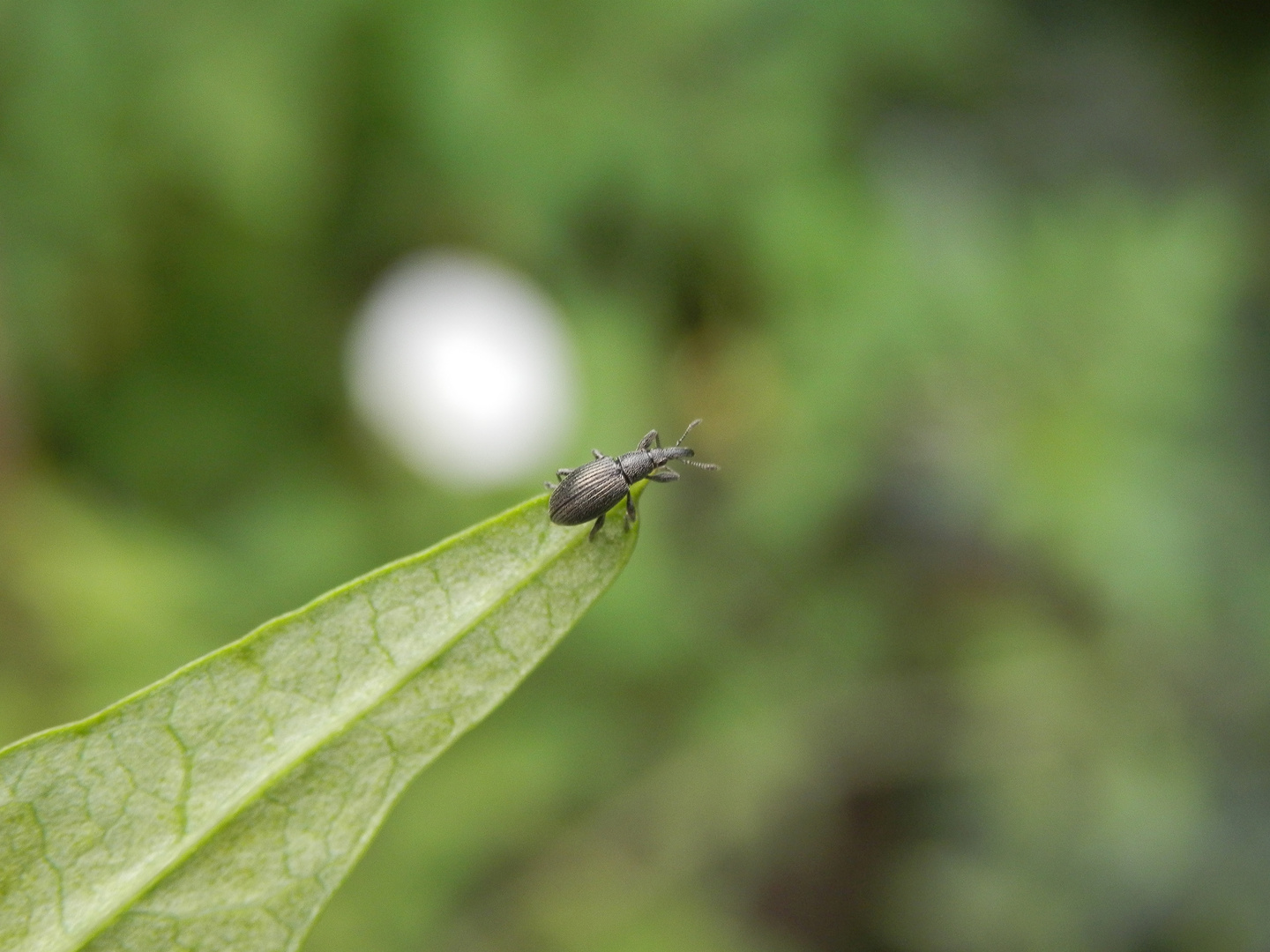 Ein Spitzmausrüssler (Apionidae) hebt ab - Bild 1 von 3