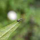 Ein Spitzmausrüssler (Apionidae) hebt ab - Bild 2 von 3