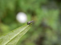 Ein Spitzmausrüssler (Apionidae) hebt ab - Bild 2 von 3