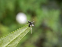 Ein Spitzmausrüssler (Apionidae) hebt ab - Bild 3 von 3