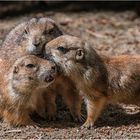 Ein spontanes Gruppenfoto.....