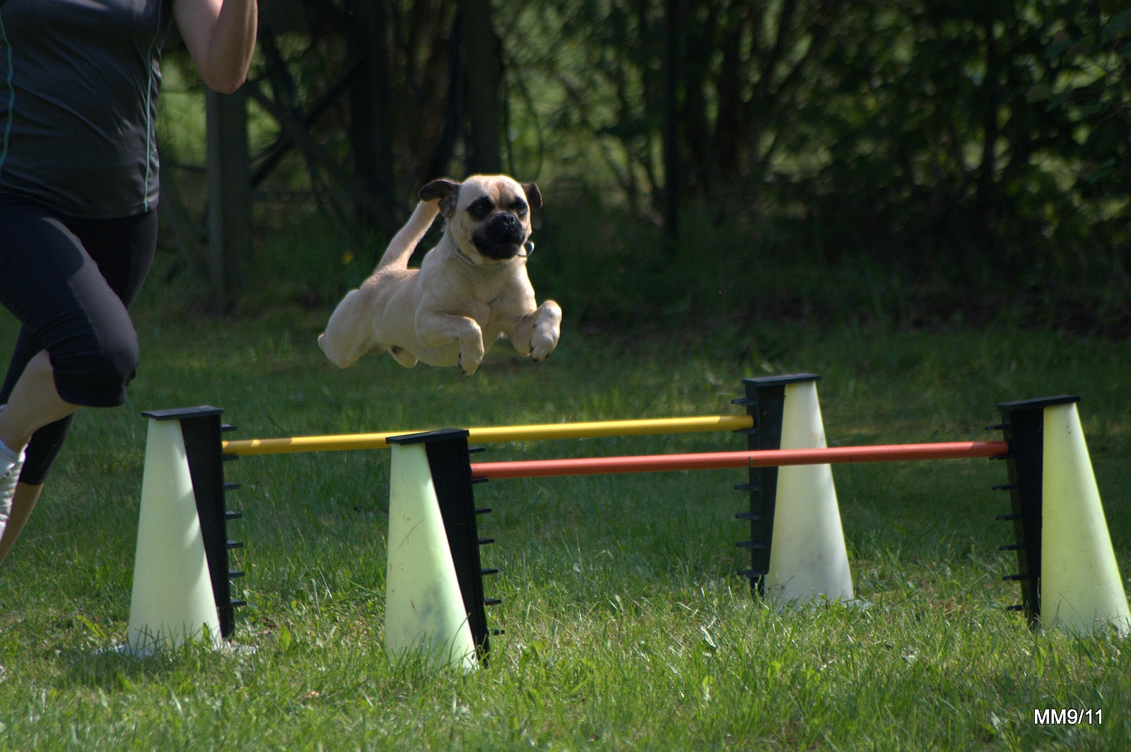 Ein Sport-Mops