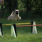 Ein Sport-Mops