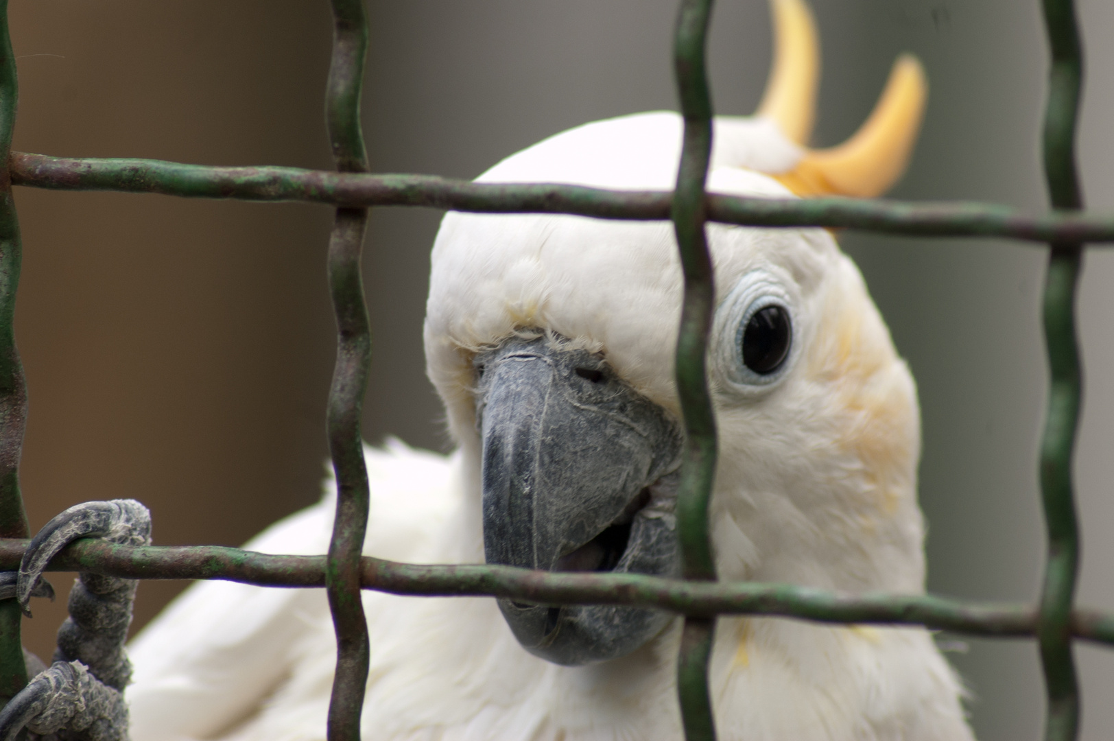 Ein sprechender Papagei im Vogelpark Irgendöd