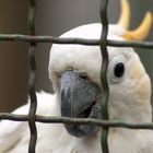 Ein sprechender Papagei im Vogelpark Irgendöd