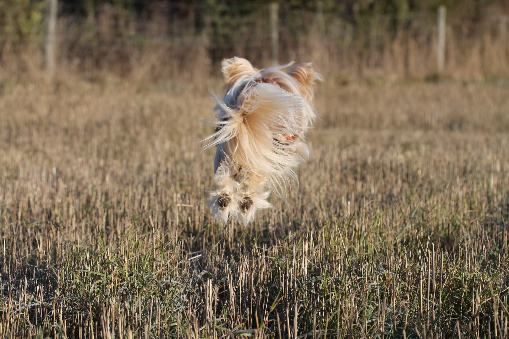 Ein "Spring-ins-Feld " ....